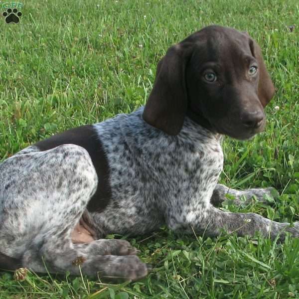 Skipper, German Shorthaired Pointer Puppy